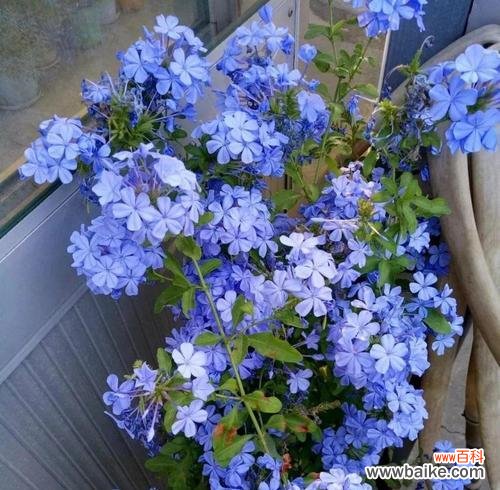 美丽而神秘的蓝雪花,它代表着什么? 蓝雪花的花语与寓意