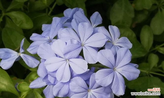 美丽而神秘的蓝雪花,它代表着什么? 蓝雪花的花语与寓意