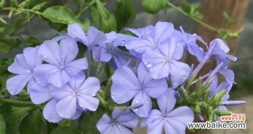 美丽而神秘的蓝雪花,它代表着什么? 蓝雪花的花语与寓意