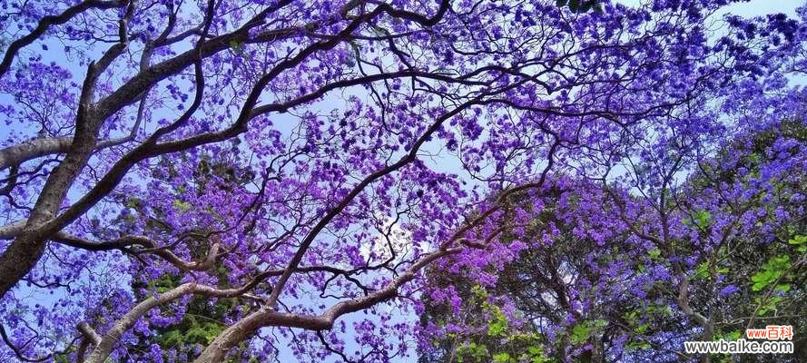 花开如梦,芬芳洒满人间 以蓝楹花语,诠释心灵之美