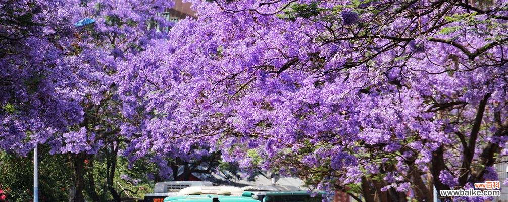 花开如梦,芬芳洒满人间 以蓝楹花语,诠释心灵之美