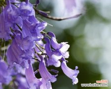 蓝楹树花语的深层含义与人生教益 蓝楹树花语的寓意及启示