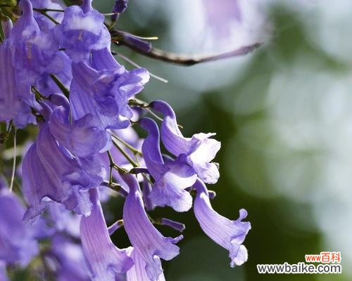 蓝楹树花语的深层含义与人生教益 蓝楹树花语的寓意及启示