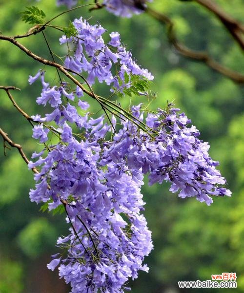 蓝楹树花语的深层含义与人生教益 蓝楹树花语的寓意及启示
