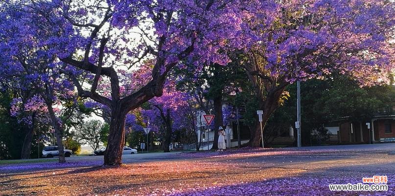 传递真挚与守护美好的花语之语 蓝楹花花语——承诺与祝福
