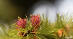 探索冷杉之美，解读象征与寓意 冷杉的象征与寓意