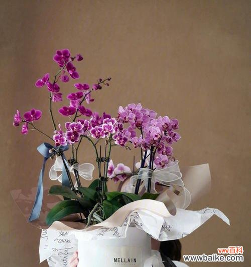 探索花朵背后的情感密码 浪漫花语之鲜花解读