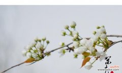 探索梨花的美与意义 梨花的寓意与象征