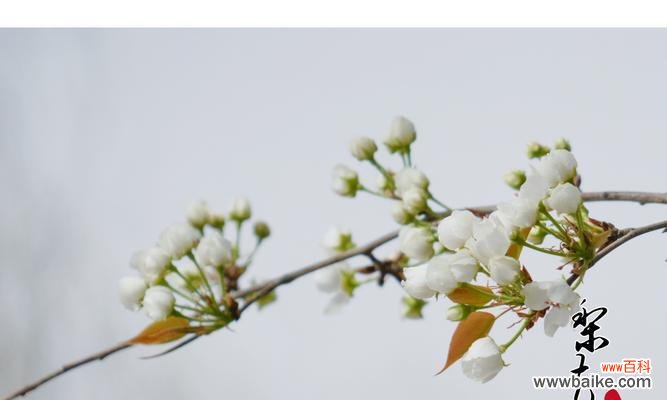 探索梨花的美与意义 梨花的寓意与象征