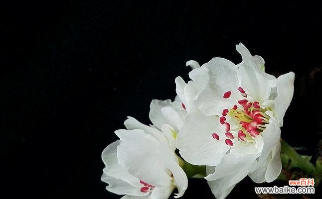 探索梨花的美与意义 梨花的寓意与象征