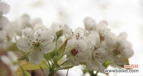 探索梨花的美与意义 梨花的寓意与象征