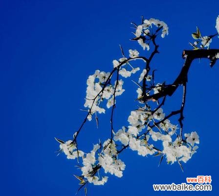 一朵花,千种含义 梨花花语的丰富寓意