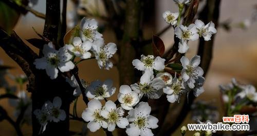 一朵花,千种含义 梨花花语的丰富寓意