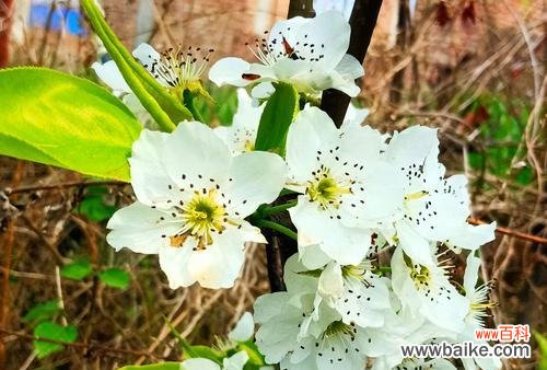 探寻梨花的神秘魅力与深刻寓意 梨花之美