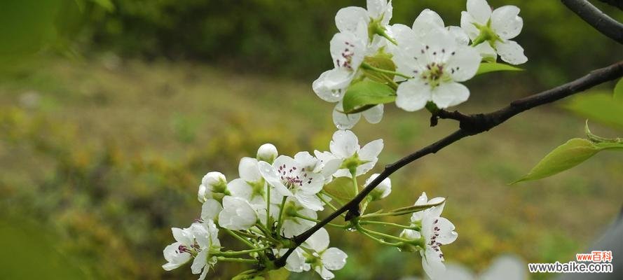 探寻梨花的神秘魅力与深刻寓意 梨花之美