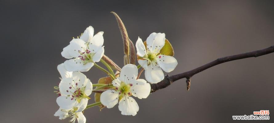 悠久传承的寓意，梨花与人生的对应 梨花的花语与象征意义