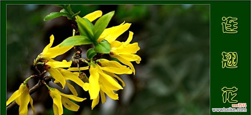 探寻连翘花的花语与寓意 连翘花的美丽与深意