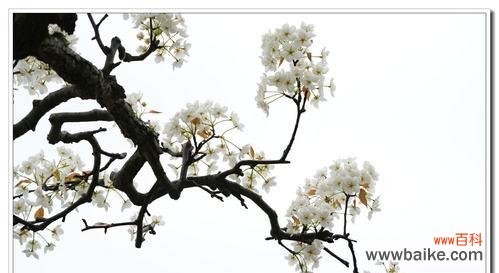 探寻梨花的多重象征与美学价值 梨花的象征意义及其文化内涵