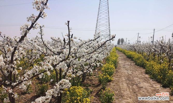 探寻梨花的多重象征与美学价值 梨花的象征意义及其文化内涵