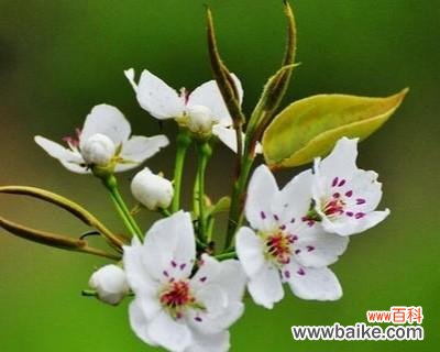 探寻梨花的多重象征与美学价值 梨花的象征意义及其文化内涵
