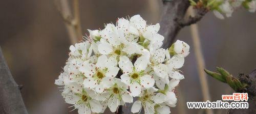 探寻梨花花语的寓意与历史底蕴 梨花花语的魅力与传承