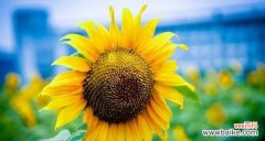 阳光之下 向日葵的花语与美丽追随