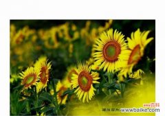 向阳花的美丽与坚韧心态 向阳花的寓意与人生哲理