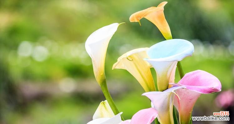 花开教育园 老师如花