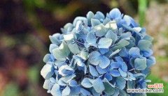 吉祥花朵给人带来幸运的力量 花开幸运路，花朵象征吉祥