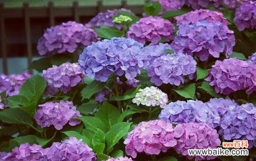 探寻友谊之花的深层意义与美丽 友谊之花