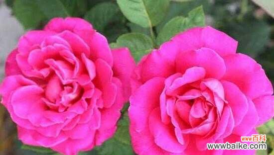 传递友谊的美丽语言——花朵 友谊之花