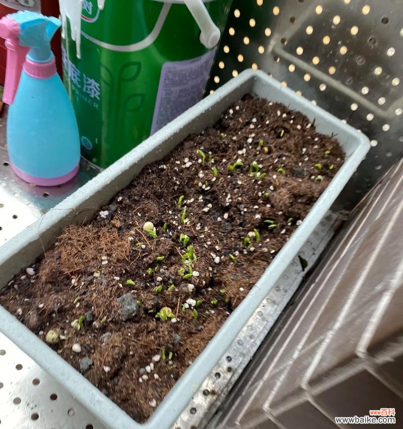 弯豆尖这种植物的花语是什么?