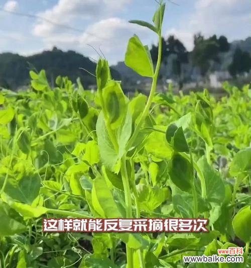 弯豆尖这种植物的花语是什么?