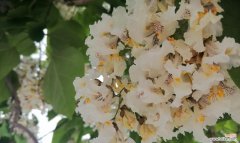 梧桐花的花语是什么？它在传统中有哪些寓意？