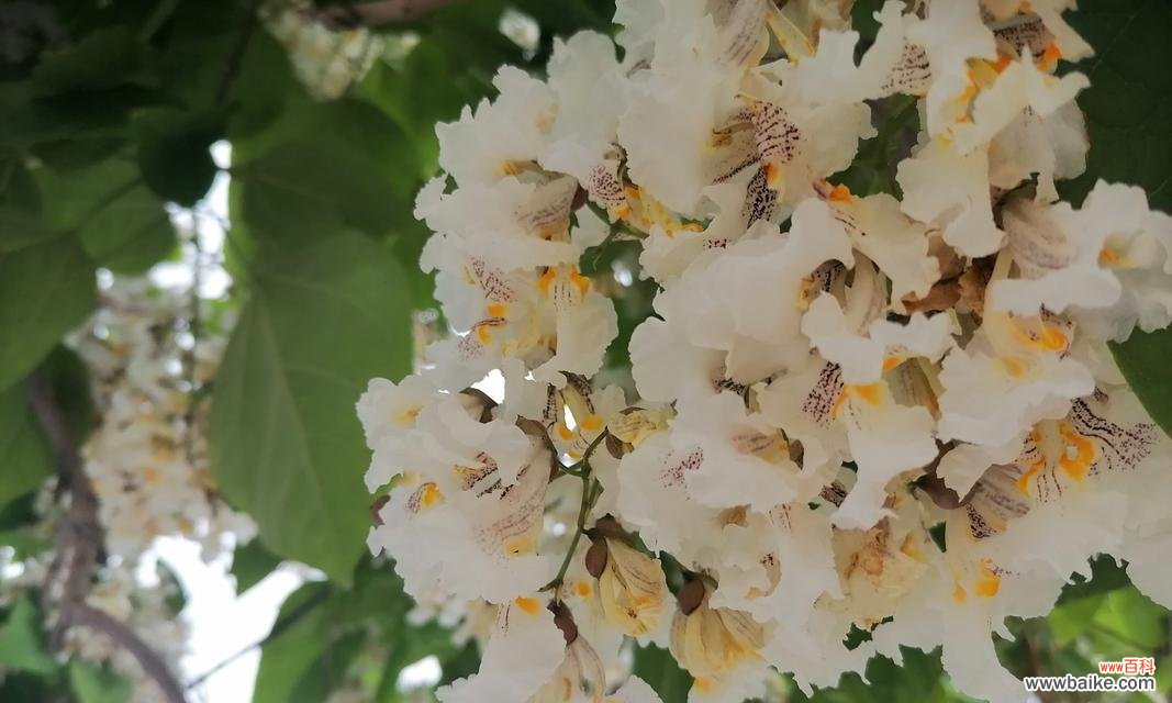 梧桐花的花语是什么?它在传统中有哪些寓意?