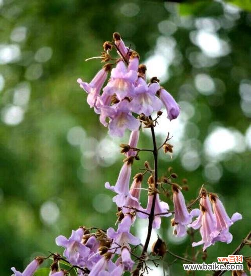 梧桐花的花语是什么?它在传统中有哪些寓意?