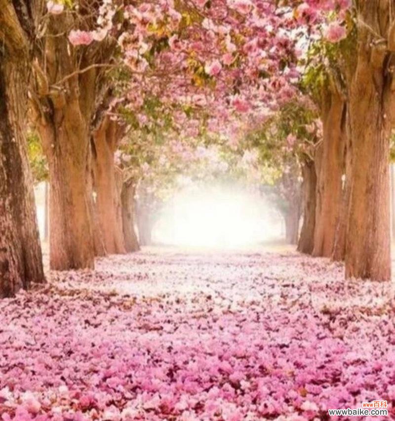 梧桐花的花语是什么?它在传统中有哪些寓意?