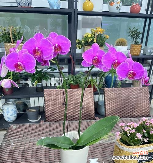 盆栽法师的花语和寓意是什么？