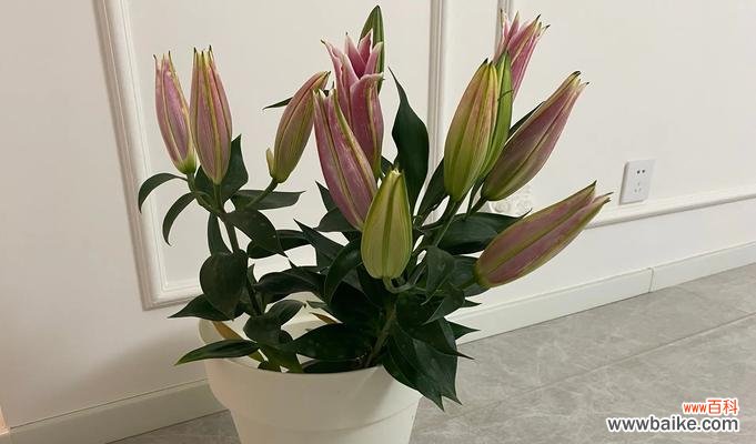 盆栽法师的花语和寓意是什么？