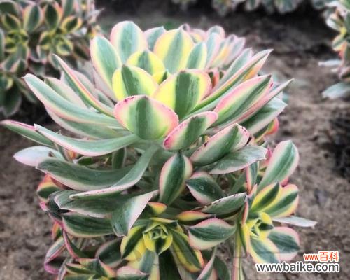 盆栽法师的花语和寓意是什么？