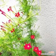 星形花朵的花语和寓意是什么？