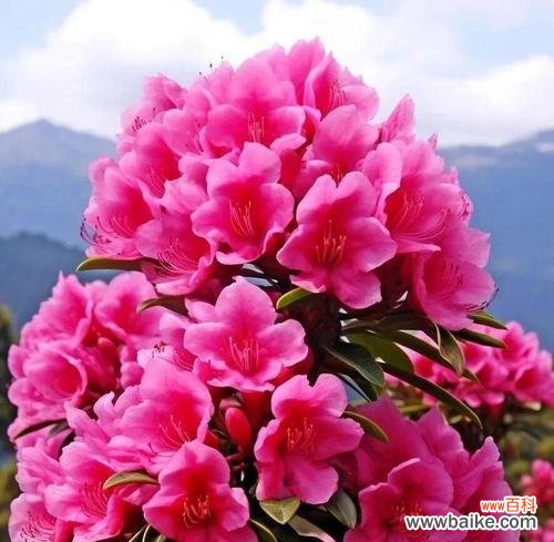 去见想见的人的花语是什么?这种花语如何表达我们的期待?