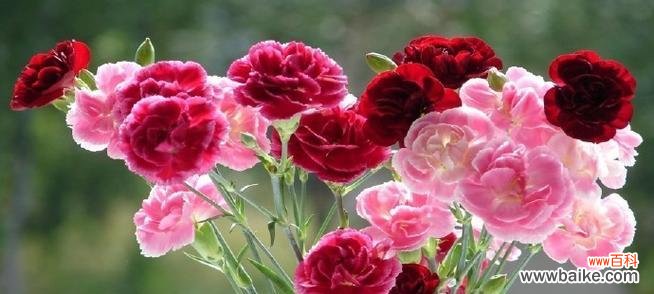 7月生日花语是什么?7月出生的人适合哪种花?