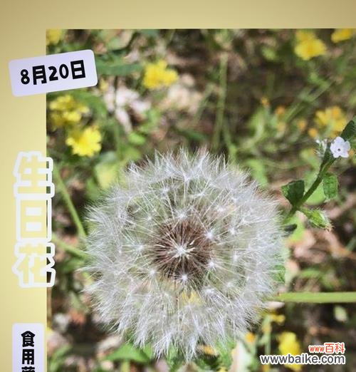 7月生日花语是什么?7月出生的人适合哪种花?