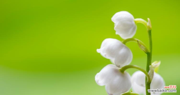 白鹤兰的花语和寓意有何特别之处?