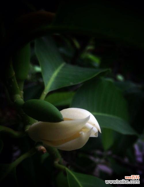 白鹤兰的花语和寓意有何特别之处?