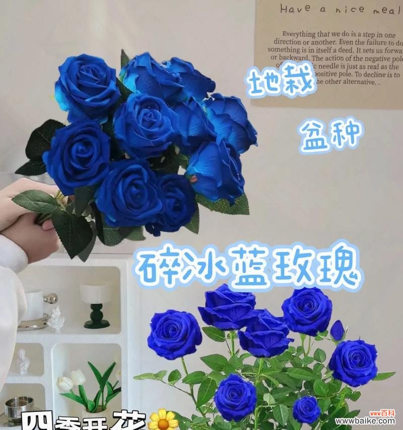 玫瑰与蓝玫瑰的花语有何不同?它们各自代表什么?