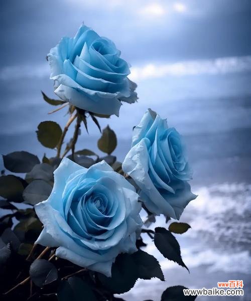 玫瑰与蓝玫瑰的花语有何不同?它们各自代表什么?