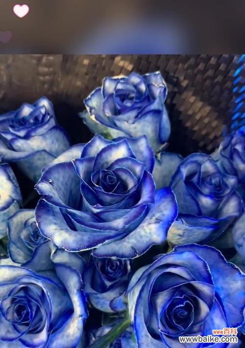 玫瑰与蓝玫瑰的花语有何不同?它们各自代表什么?