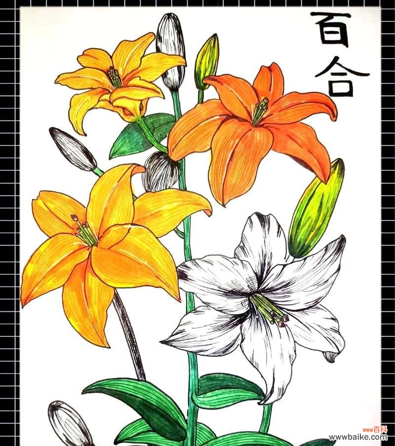 不同花朵的花语分别代表什么?